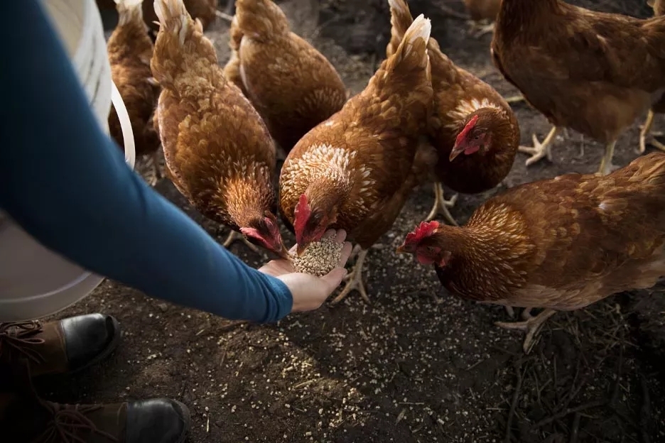 A man feeding chickens with food in his hand. A man feeding chickens with food in his hand.